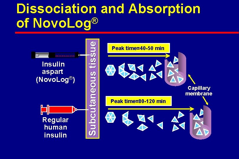 Insulin aspart (Novo. Log®) Regular human insulin Subcutaneous tissue Dissociation and Absorption of Novo.