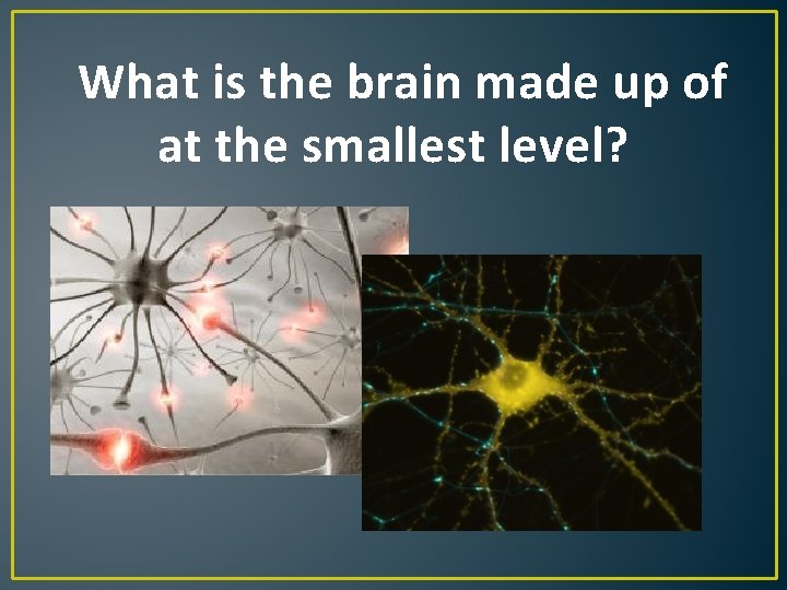 What is the brain made up of at the smallest level? What is the brain made up of at the smallest level?