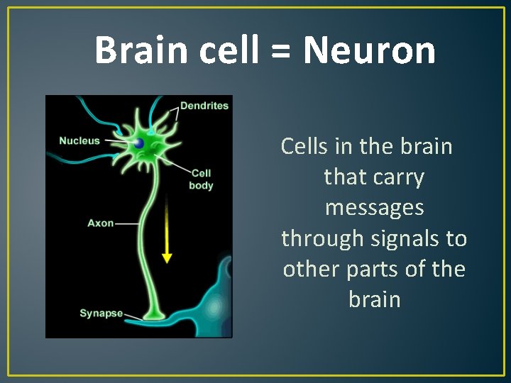 Brain cell = Neuron Cells in the brain that carry messages through signals to Brain cell = Neuron Cells in the brain that carry messages through signals to