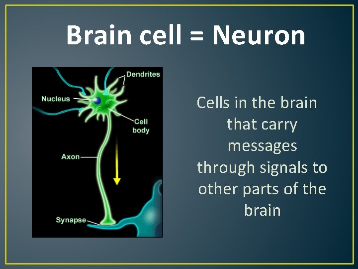 Brain cell = Neuron Cells in the brain that carry messages through signals to