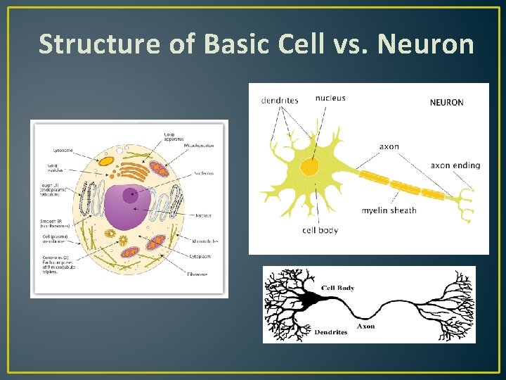 Structure of Basic Cell vs. Neuron 