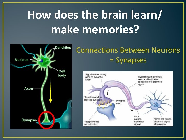 How does the brain learn/ make memories? Connections Between Neurons = Synapses 