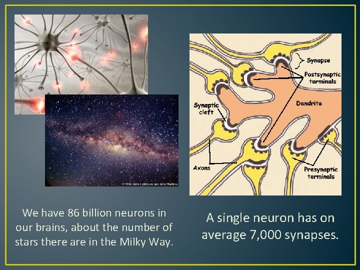 We have 86 billion neurons in our brains, about the number of stars there We have 86 billion neurons in our brains, about the number of stars there
