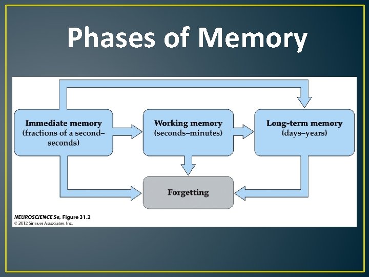 Phases of Memory Phases of Memory