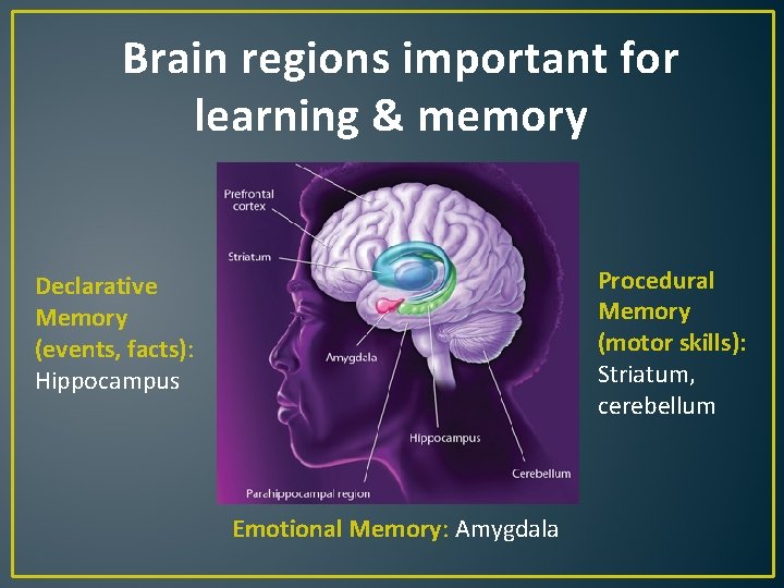 Brain regions important for learning & memory Procedural Memory (motor skills): Striatum, cerebellum Declarative Brain regions important for learning & memory Procedural Memory (motor skills): Striatum, cerebellum Declarative