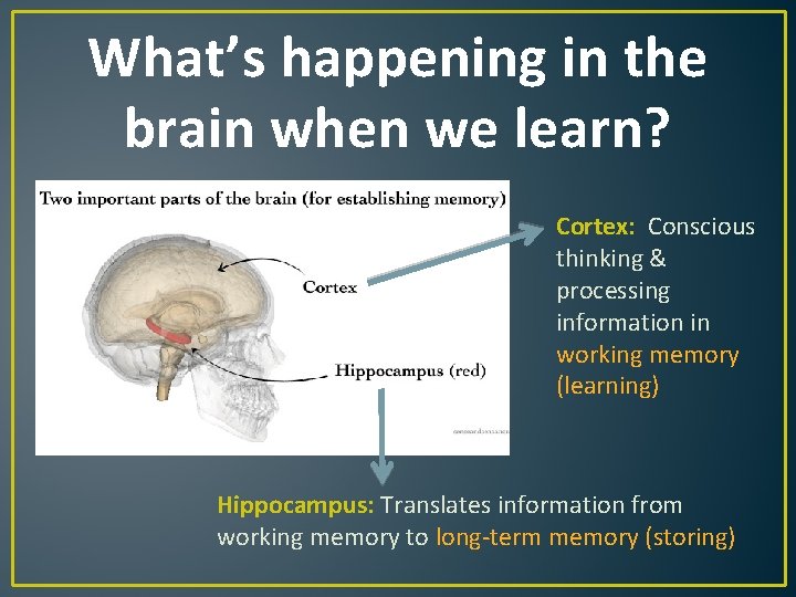 What’s happening in the brain when we learn? Cortex: Conscious thinking & processing information What’s happening in the brain when we learn? Cortex: Conscious thinking & processing information