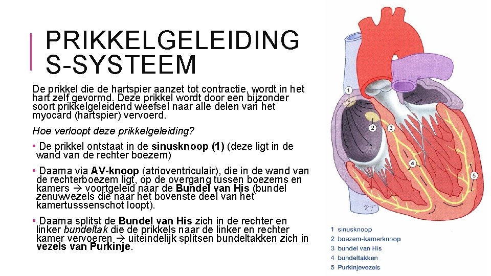 PRIKKELGELEIDING S-SYSTEEM De prikkel die de hartspier aanzet tot contractie, wordt in het hart