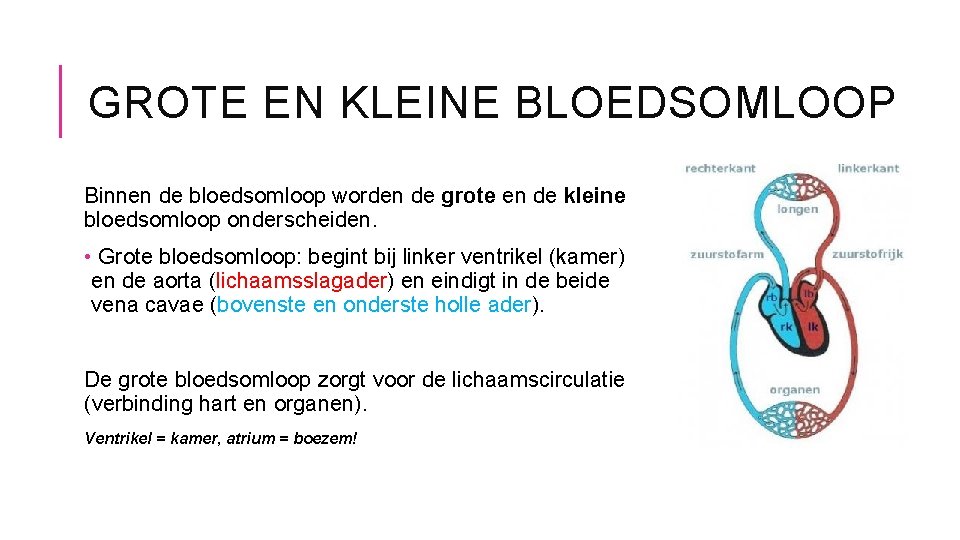 GROTE EN KLEINE BLOEDSOMLOOP Binnen de bloedsomloop worden de grote en de kleine bloedsomloop