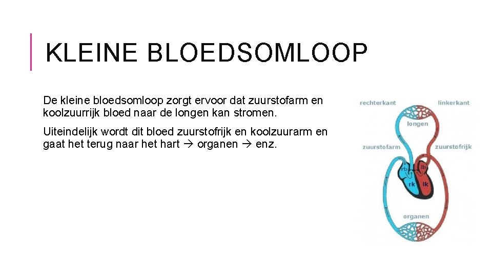 KLEINE BLOEDSOMLOOP De kleine bloedsomloop zorgt ervoor dat zuurstofarm en koolzuurrijk bloed naar de