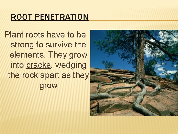 ROOT PENETRATION Plant roots have to be strong to survive the elements. They grow