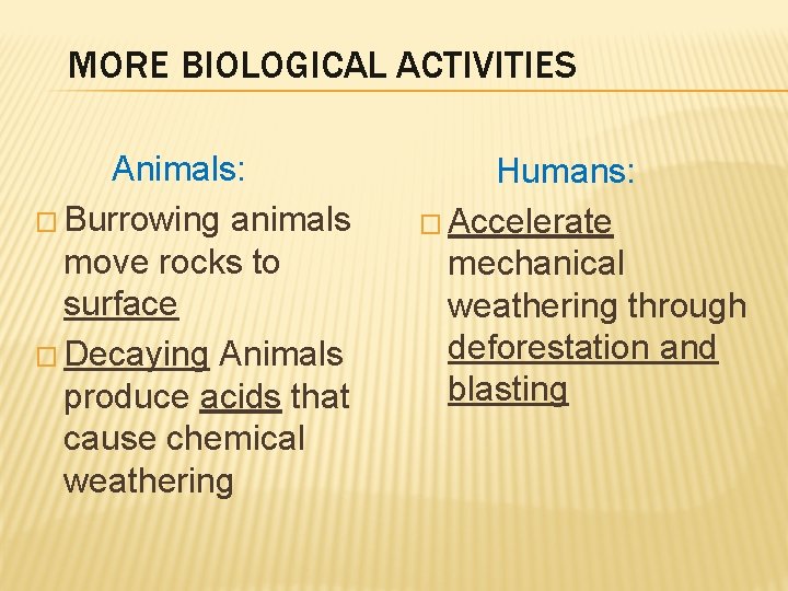 MORE BIOLOGICAL ACTIVITIES Animals: � Burrowing animals move rocks to surface � Decaying Animals