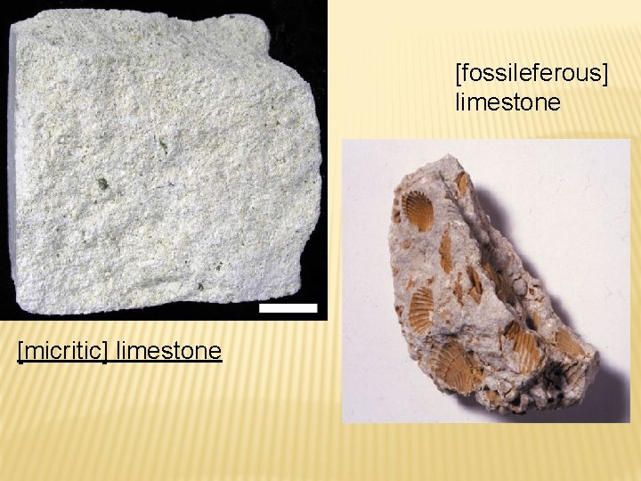 [fossileferous] limestone [micritic] limestone 