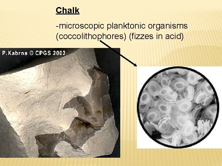 Chalk -microscopic planktonic organisms (coccolithophores) (fizzes in acid) 