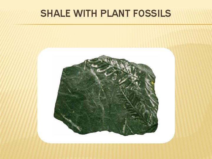 SHALE WITH PLANT FOSSILS 