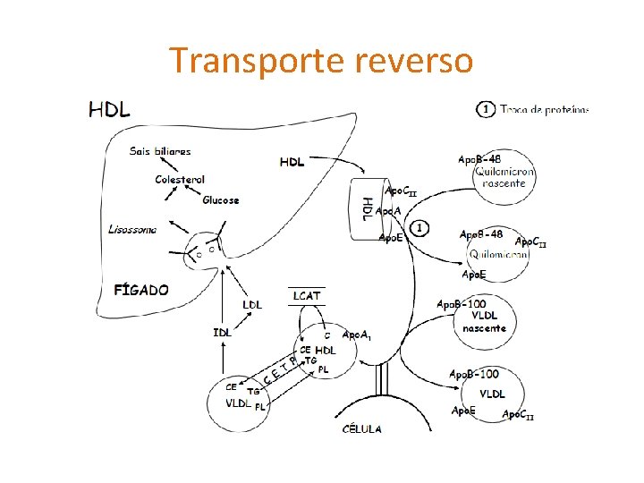 Transporte reverso 