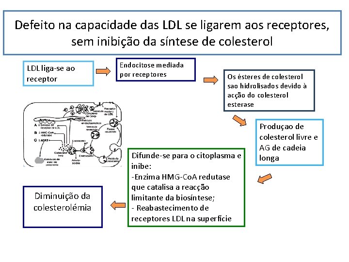 Defeito na capacidade das LDL se ligarem aos receptores, sem inibição da síntese de