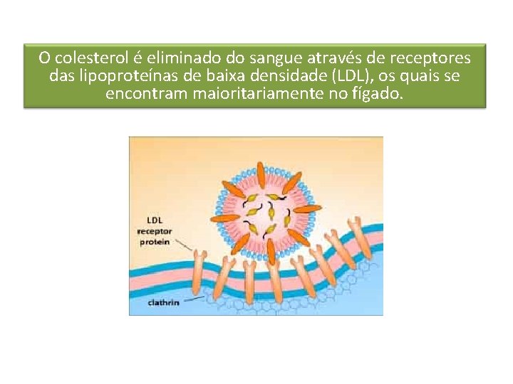 O colesterol é eliminado do sangue através de receptores das lipoproteínas de baixa densidade