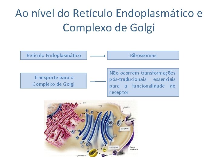 Ao nível do Retículo Endoplasmático e Complexo de Golgi Retículo Endoplasmático Ribossomas Transporte para