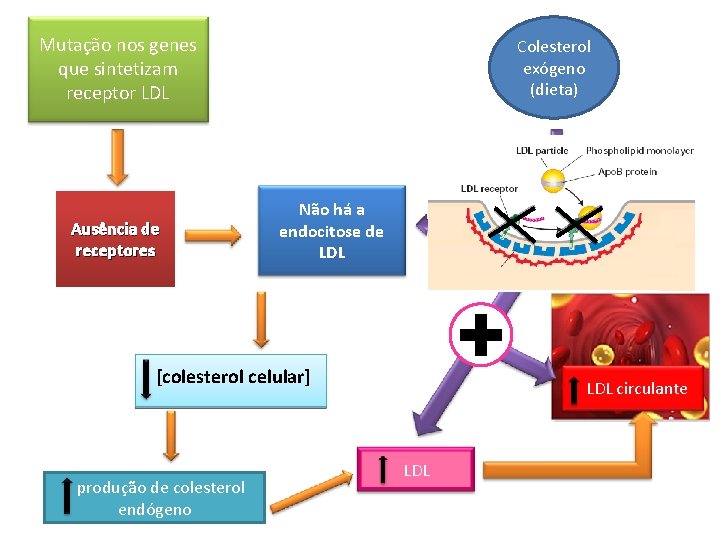 Mutação nos genes que sintetizam receptor LDL Ausência de receptores Colesterol exógeno (dieta) Não