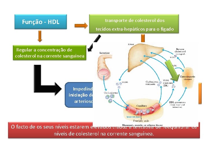  transporte de colesterol dos Função - HDL tecidos extra-hepáticos para o fígado Regular