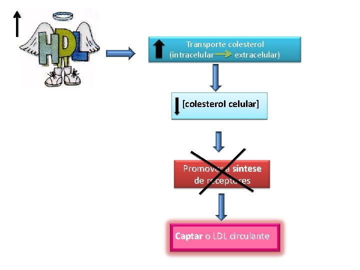 Transporte colesterol (intracelular extracelular) [colesterol celular] Promover a síntese de receptores Captar o LDL