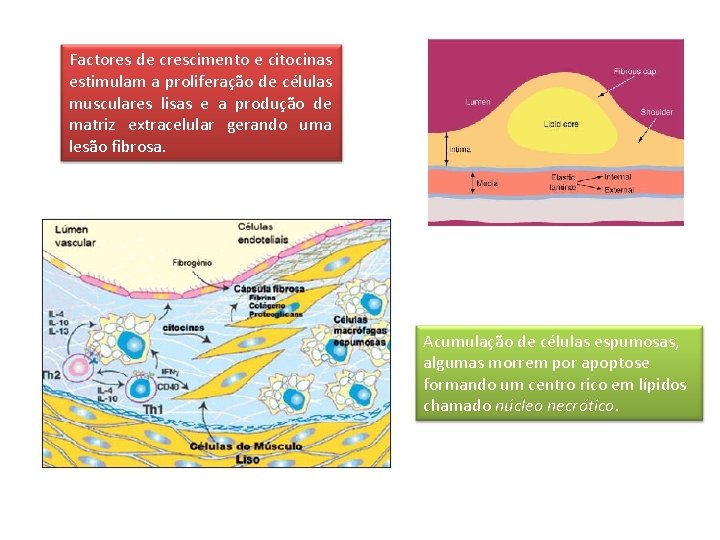 Factores de crescimento e citocinas estimulam a proliferação de células musculares lisas e a