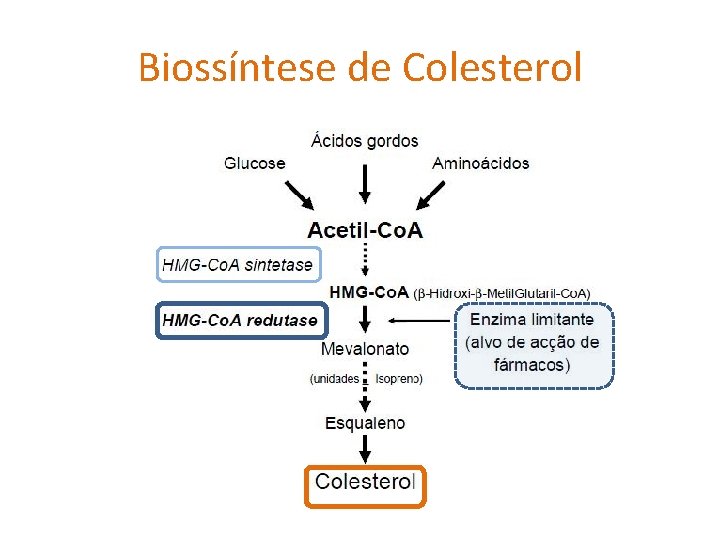 Biossíntese de Colesterol 