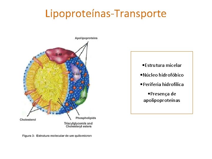 Lipoproteínas-Transporte • Estrutura micelar • Núcleo hidrofóbico • Periferia hidrofílica • Presença de apolipoproteínas