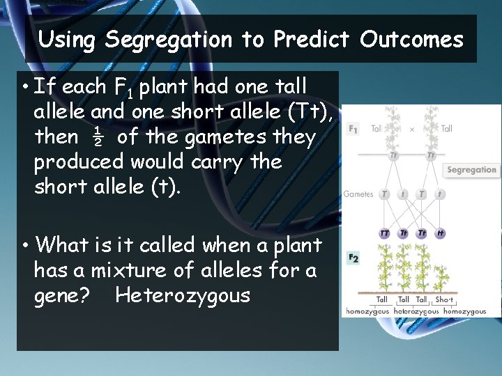 Using Segregation to Predict Outcomes • If each F 1 plant had one tall