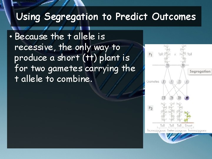 Using Segregation to Predict Outcomes • Because the t allele is recessive, the only