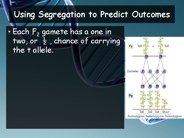 Using Segregation to Predict Outcomes • Each F 2 gamete has a one in