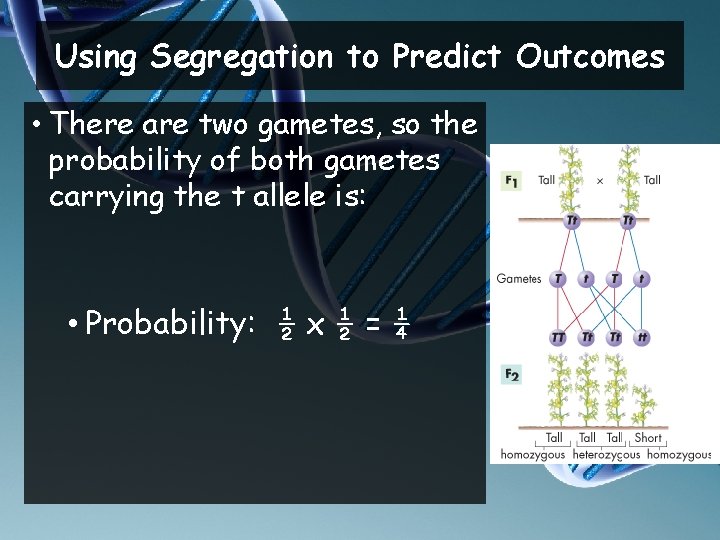 Using Segregation to Predict Outcomes • There are two gametes, so the probability of