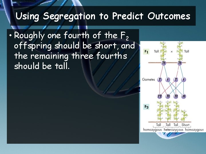 Using Segregation to Predict Outcomes • Roughly one fourth of the F 2 offspring