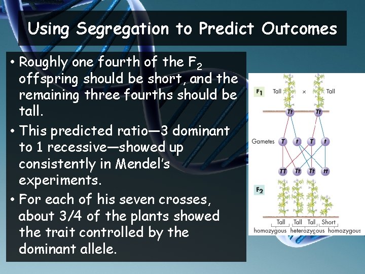 Using Segregation to Predict Outcomes • Roughly one fourth of the F 2 offspring