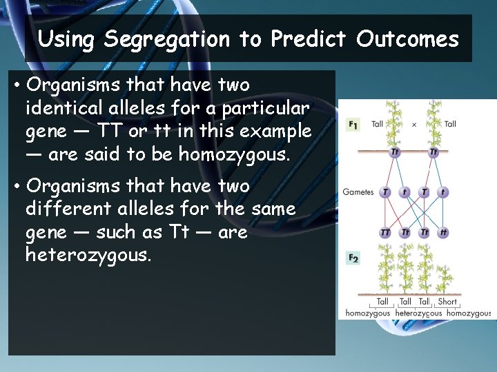 Using Segregation to Predict Outcomes • Organisms that have two identical alleles for a