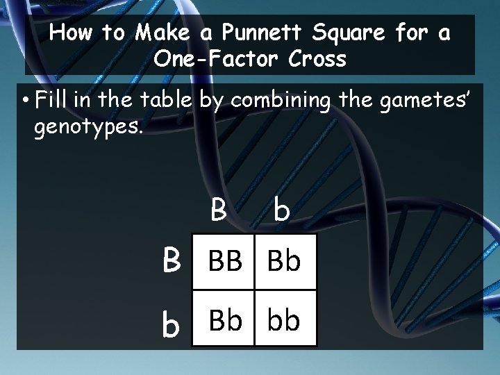 How to Make a Punnett Square for a One-Factor Cross • Fill in the