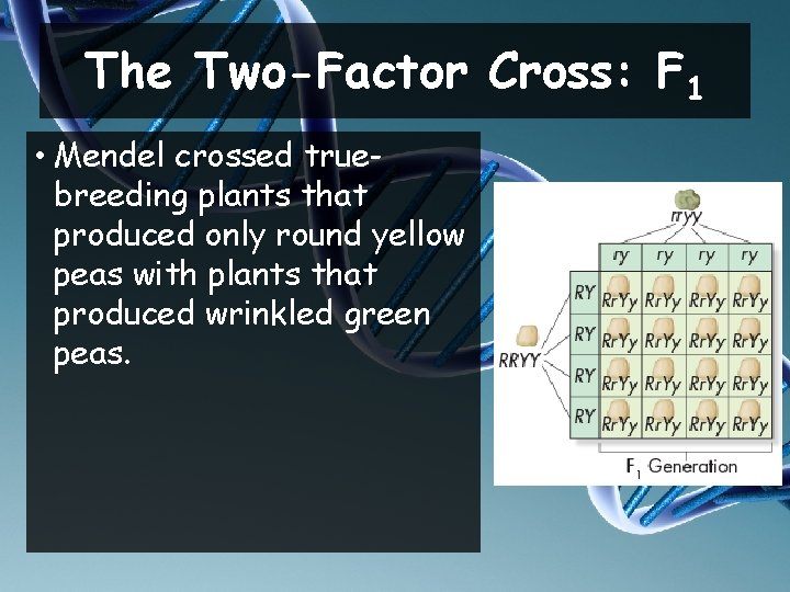 The Two-Factor Cross: F 1 • Mendel crossed truebreeding plants that produced only round
