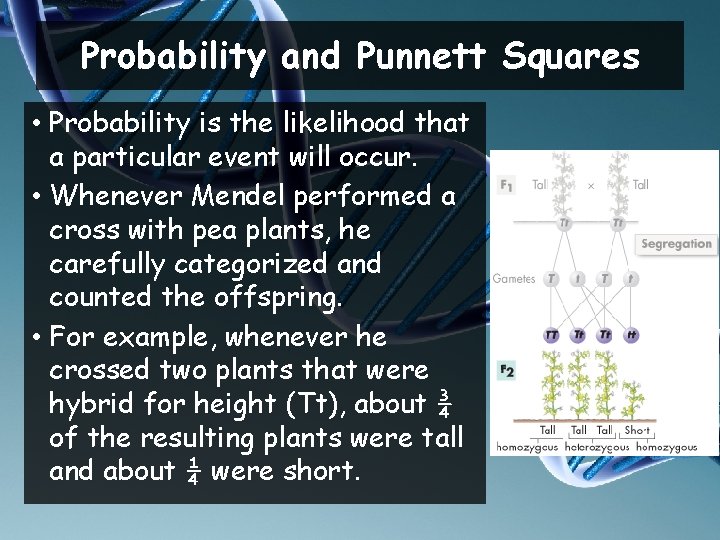 Probability and Punnett Squares • Probability is the likelihood that a particular event will