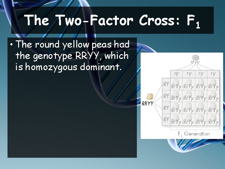 The Two-Factor Cross: F 1 • The round yellow peas had the genotype RRYY,