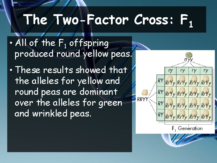 The Two-Factor Cross: F 1 • All of the F 1 offspring produced round