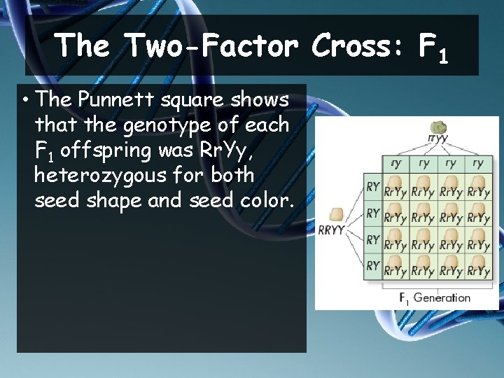 The Two-Factor Cross: F 1 • The Punnett square shows that the genotype of