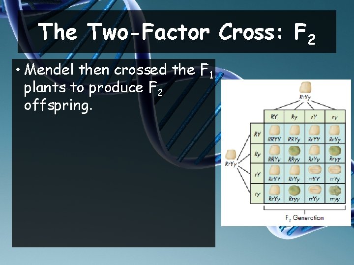 The Two-Factor Cross: F 2 • Mendel then crossed the F 1 plants to