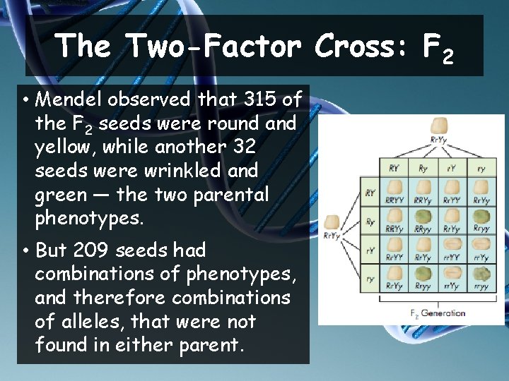 The Two-Factor Cross: F 2 • Mendel observed that 315 of the F 2