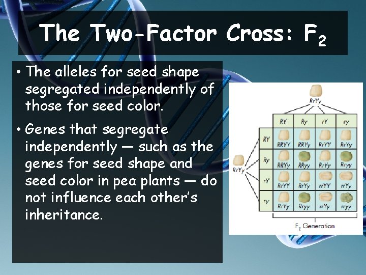 The Two-Factor Cross: F 2 • The alleles for seed shape segregated independently of