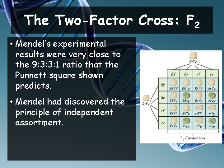 The Two-Factor Cross: F 2 • Mendel’s experimental results were very close to the