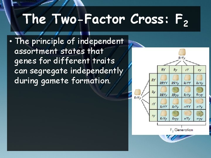 The Two-Factor Cross: F 2 • The principle of independent assortment states that genes