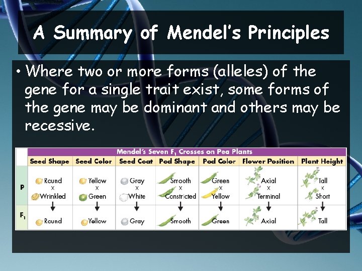 A Summary of Mendel’s Principles • Where two or more forms (alleles) of the