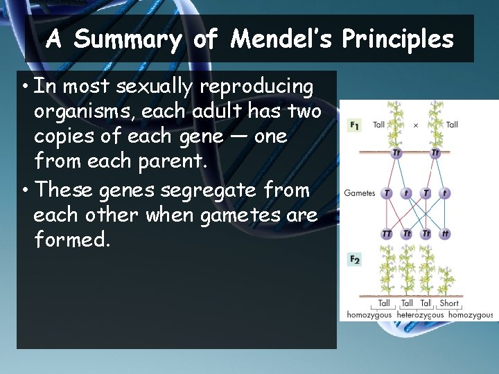 A Summary of Mendel’s Principles • In most sexually reproducing organisms, each adult has