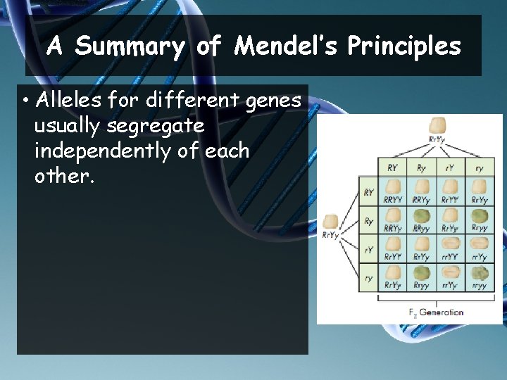 A Summary of Mendel’s Principles • Alleles for different genes usually segregate independently of