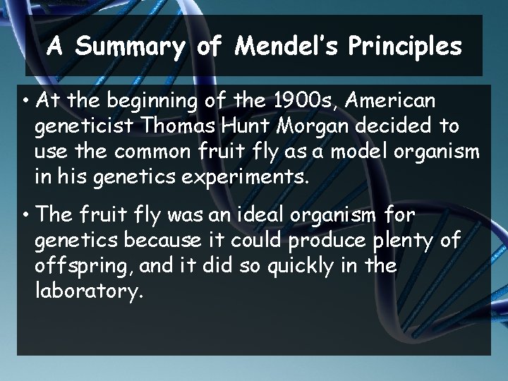 A Summary of Mendel’s Principles • At the beginning of the 1900 s, American